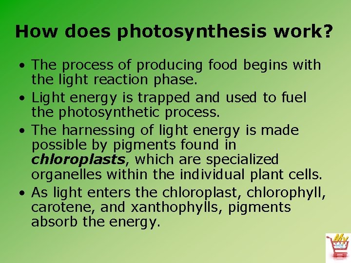 How does photosynthesis work? • The process of producing food begins with the light
