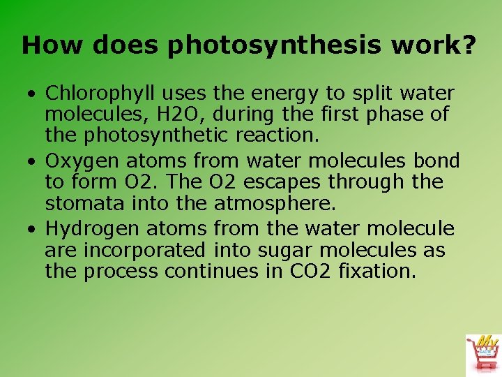 How does photosynthesis work? • Chlorophyll uses the energy to split water molecules, H