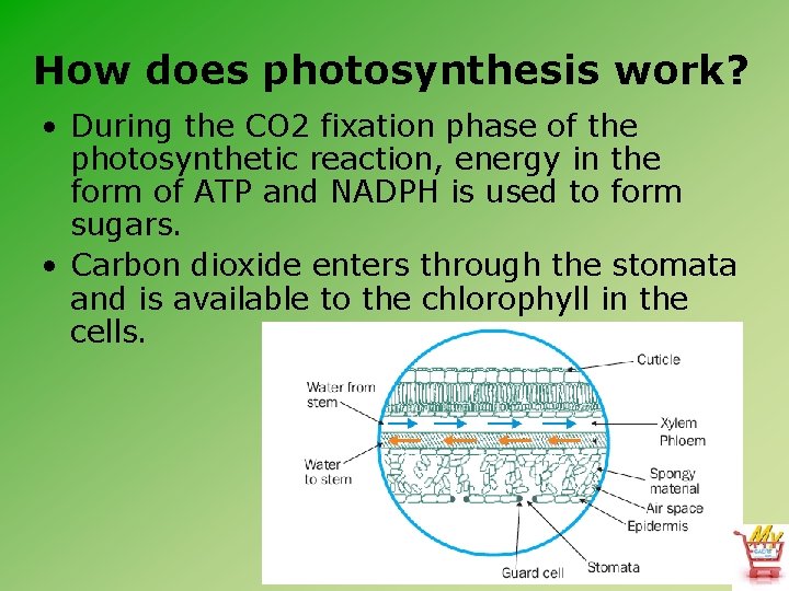 How does photosynthesis work? • During the CO 2 fixation phase of the photosynthetic