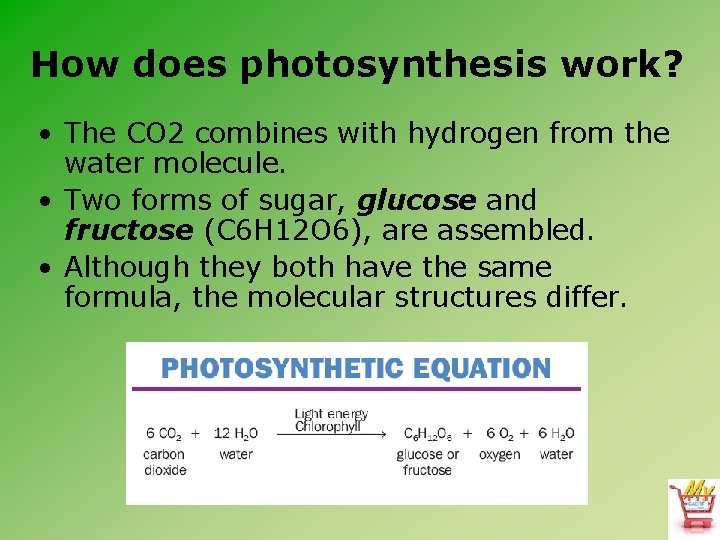 How does photosynthesis work? • The CO 2 combines with hydrogen from the water