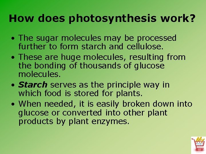 How does photosynthesis work? • The sugar molecules may be processed further to form