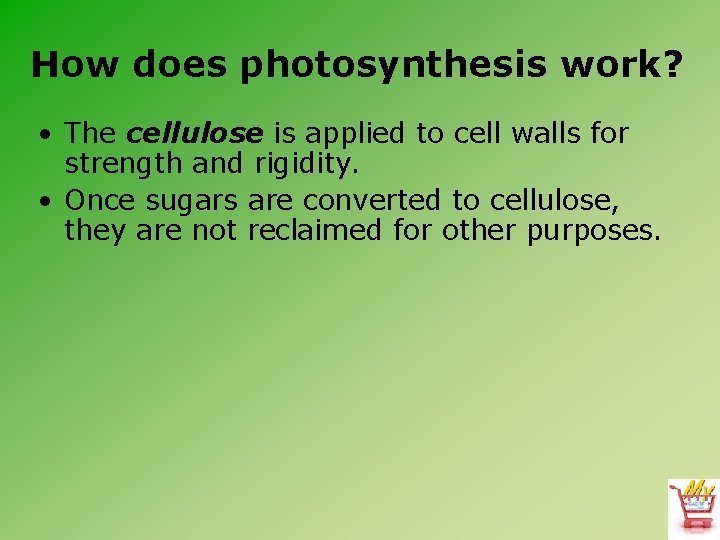 How does photosynthesis work? • The cellulose is applied to cell walls for strength