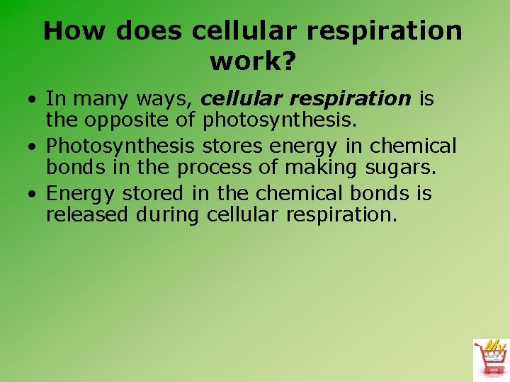 How does cellular respiration work? • In many ways, cellular respiration is the opposite