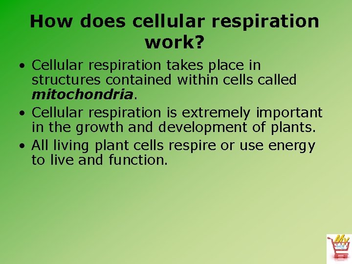 How does cellular respiration work? • Cellular respiration takes place in structures contained within