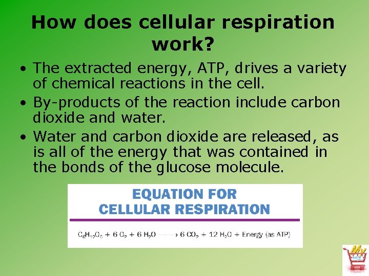 How does cellular respiration work? • The extracted energy, ATP, drives a variety of