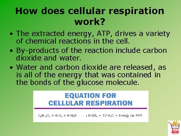 How does cellular respiration work? • The extracted energy, ATP, drives a variety of