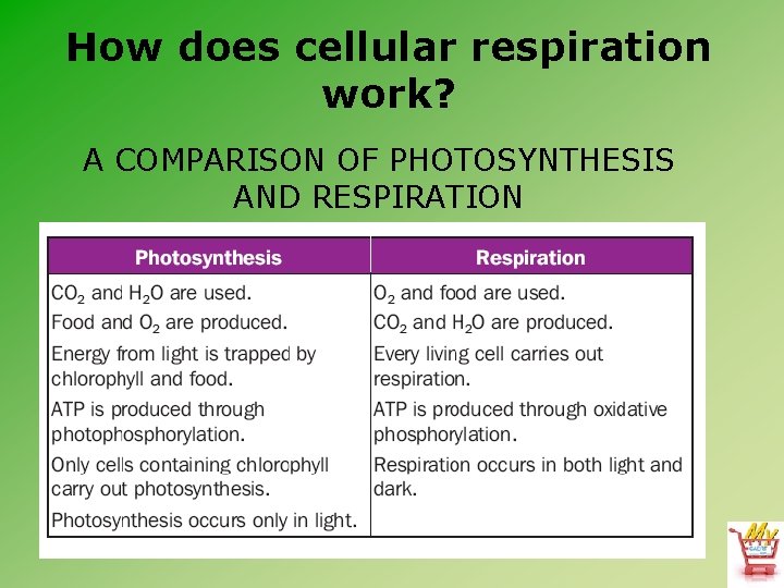 How does cellular respiration work? A COMPARISON OF PHOTOSYNTHESIS AND RESPIRATION 