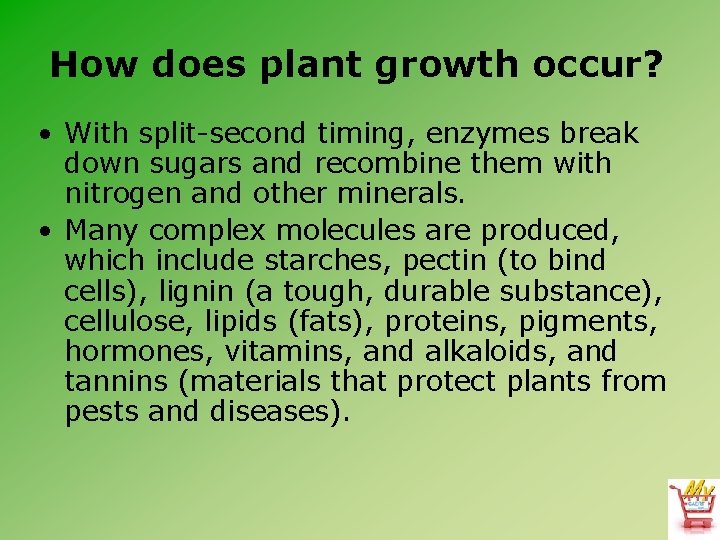 How does plant growth occur? • With split-second timing, enzymes break down sugars and