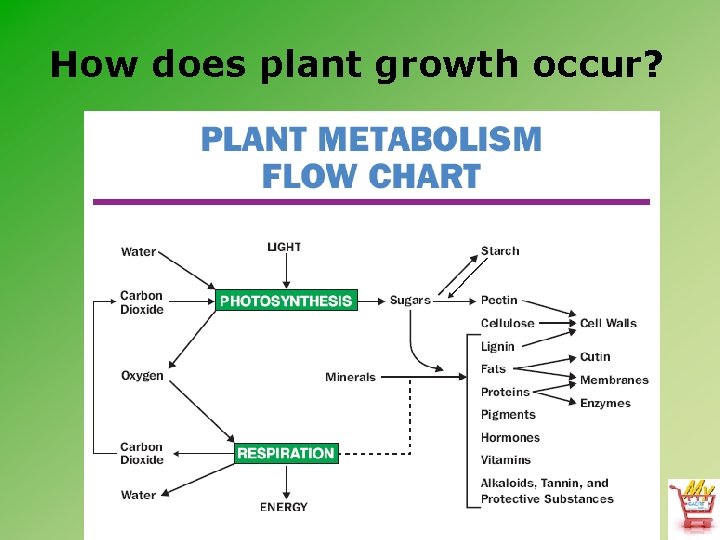 How does plant growth occur? 