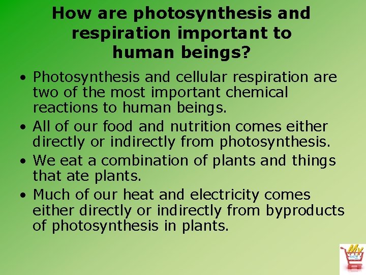 How are photosynthesis and respiration important to human beings? • Photosynthesis and cellular respiration