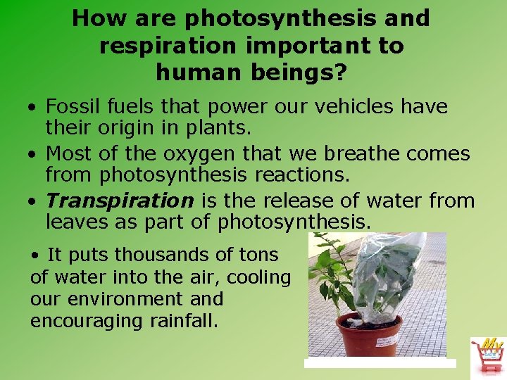How are photosynthesis and respiration important to human beings? • Fossil fuels that power