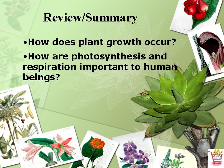 Review/Summary • How does plant growth occur? • How are photosynthesis and respiration important