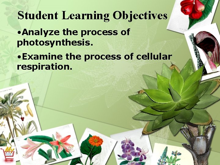 Student Learning Objectives • Analyze the process of photosynthesis. • Examine the process of