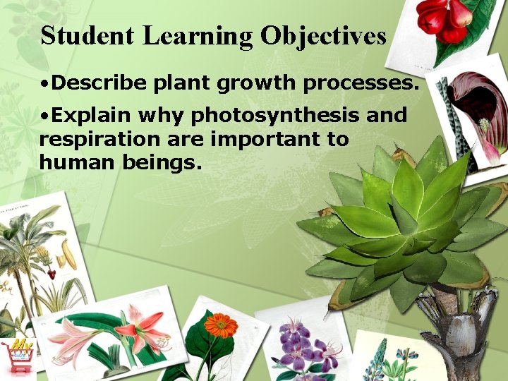 Student Learning Objectives • Describe plant growth processes. • Explain why photosynthesis and respiration