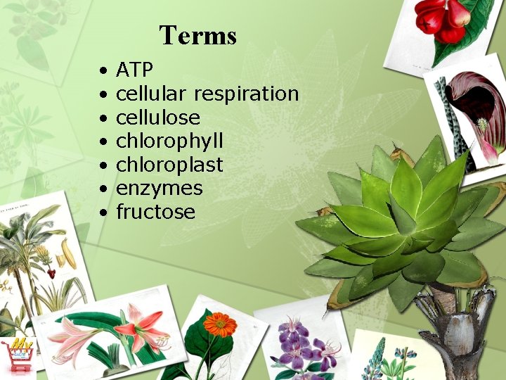 Terms • • ATP cellular respiration cellulose chlorophyll chloroplast enzymes fructose 