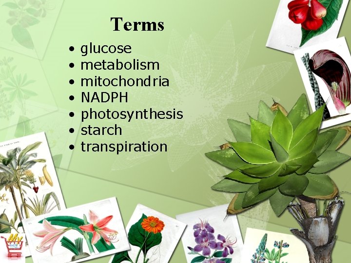 Terms • • glucose metabolism mitochondria NADPH photosynthesis starch transpiration 