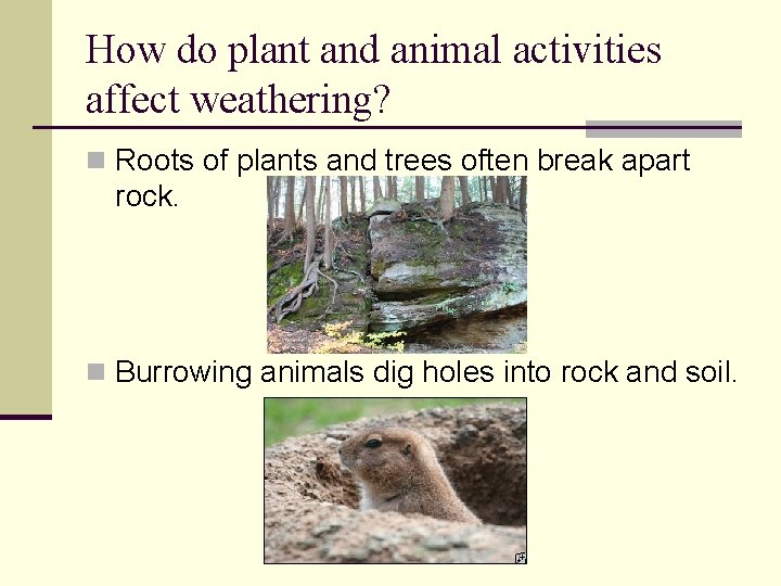 How do plant and animal activities affect weathering? n Roots of plants and trees