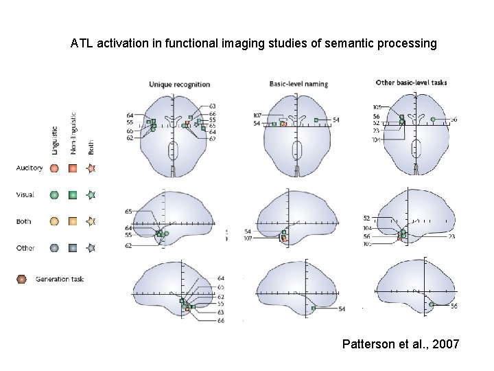 ATL activation in functional imaging studies of semantic processing Patterson et al. , 2007