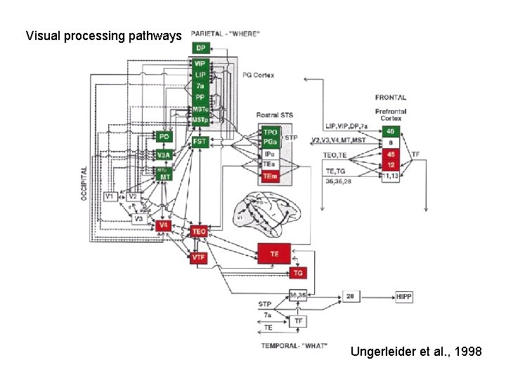 Visual processing pathways Ungerleider et al. , 1998 
