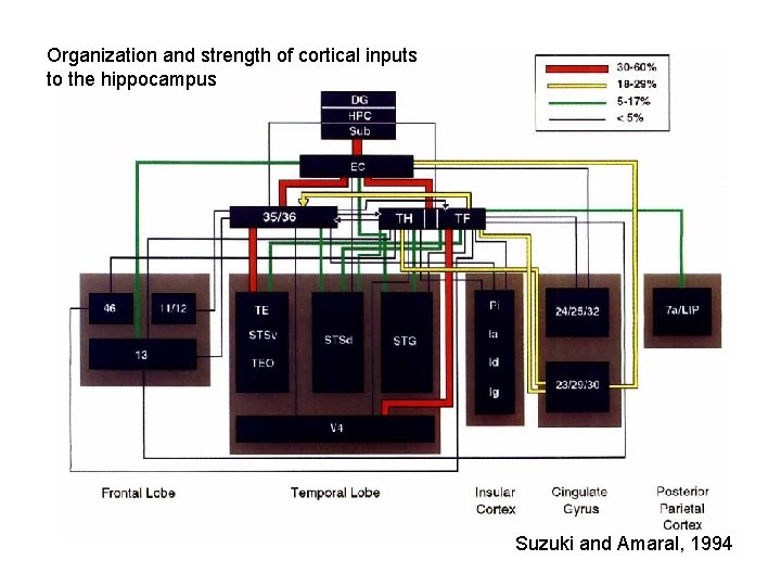 Organization and strength of cortical inputs to the hippocampus Suzuki and Amaral, 1994 