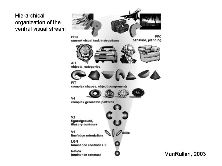 Hierarchical organization of the ventral visual stream Van. Rullen, 2003 