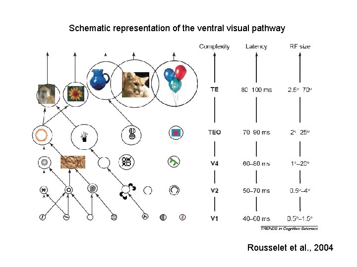 Schematic representation of the ventral visual pathway Rousselet et al. , 2004 