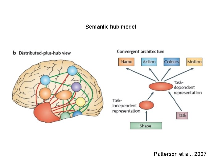 Semantic hub model Patterson et al. , 2007 