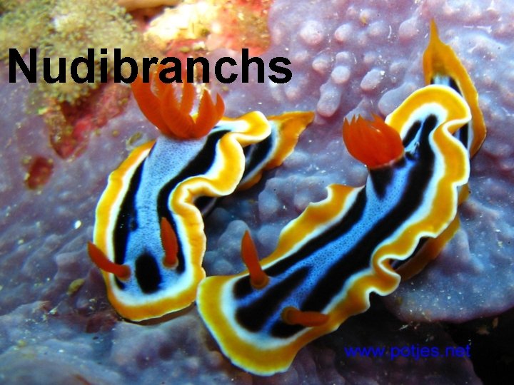 Nudibranchs 