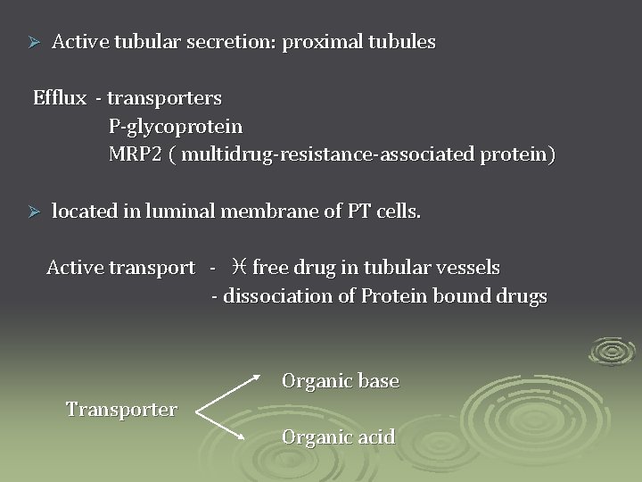 Ø Active tubular secretion: proximal tubules Efflux - transporters P-glycoprotein MRP 2 ( multidrug-resistance-associated