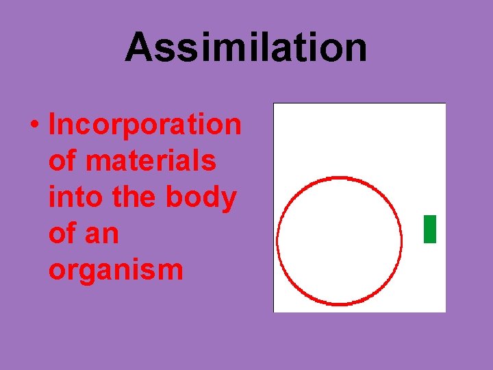 Assimilation • Incorporation of materials into the body of an organism 