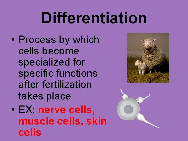 Differentiation • Process by which cells become specialized for specific functions after fertilization takes