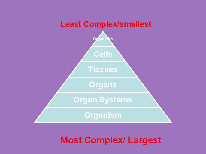 Least Complex/smallest Organelles Cells Tissues Organ Systems Organism Most Complex/ Largest 
