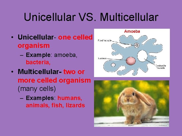 Unicellular VS. Multicellular • Unicellular- one celled organism – Example: amoeba, bacteria, • Multicellular-