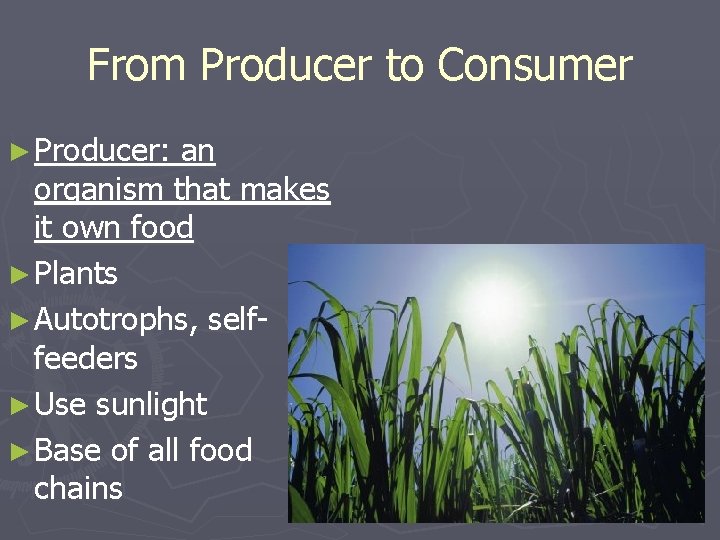 From Producer to Consumer ► Producer: an organism that makes it own food ► From Producer to Consumer ► Producer: an organism that makes it own food ►