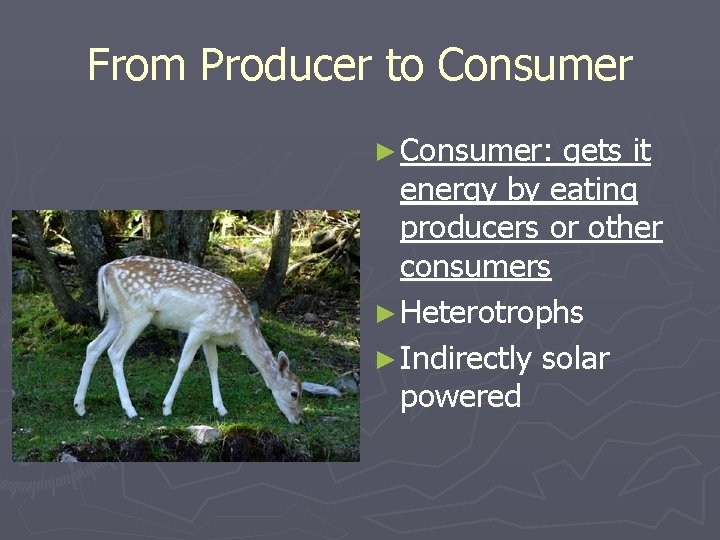 From Producer to Consumer ► Consumer: gets it energy by eating producers or other From Producer to Consumer ► Consumer: gets it energy by eating producers or other