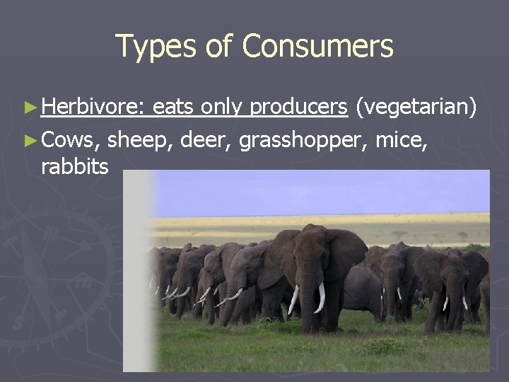 Types of Consumers ► Herbivore: eats only producers (vegetarian) ► Cows, sheep, deer, grasshopper, Types of Consumers ► Herbivore: eats only producers (vegetarian) ► Cows, sheep, deer, grasshopper,