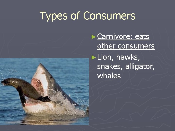 Types of Consumers ► Carnivore: eats other consumers ► Lion, hawks, snakes, alligator, whales Types of Consumers ► Carnivore: eats other consumers ► Lion, hawks, snakes, alligator, whales