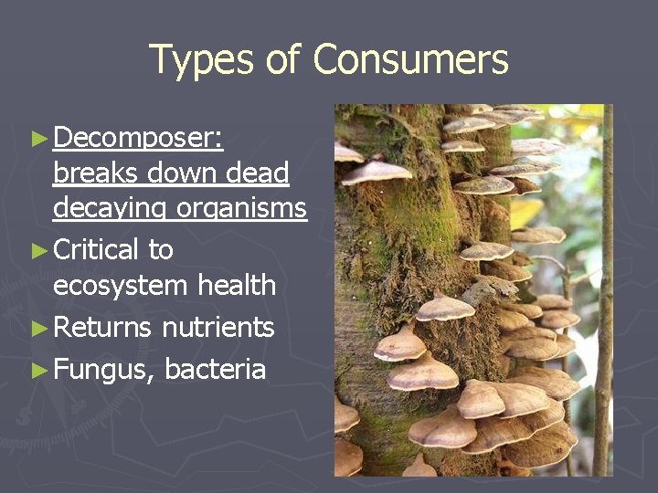 Types of Consumers ► Decomposer: breaks down dead decaying organisms ► Critical to ecosystem Types of Consumers ► Decomposer: breaks down dead decaying organisms ► Critical to ecosystem