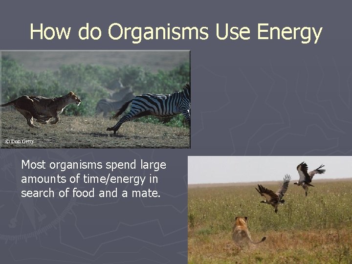 How do Organisms Use Energy Most organisms spend large amounts of time/energy in search How do Organisms Use Energy Most organisms spend large amounts of time/energy in search