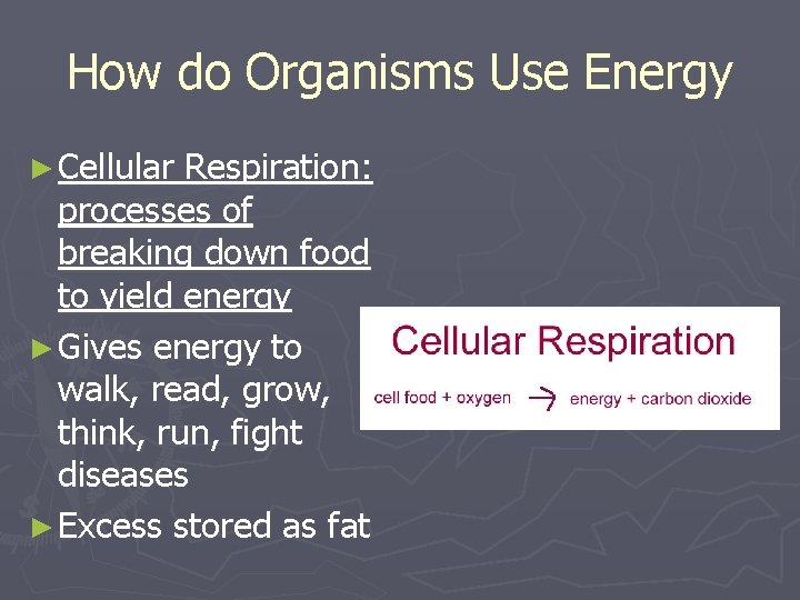 How do Organisms Use Energy ► Cellular Respiration: processes of breaking down food to How do Organisms Use Energy ► Cellular Respiration: processes of breaking down food to