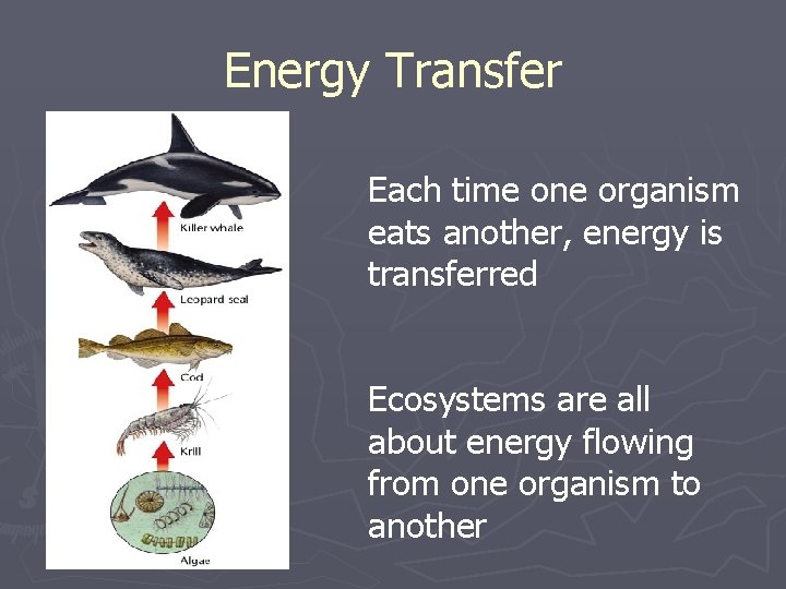 Energy Transfer Each time one organism eats another, energy is transferred Ecosystems are all Energy Transfer Each time one organism eats another, energy is transferred Ecosystems are all