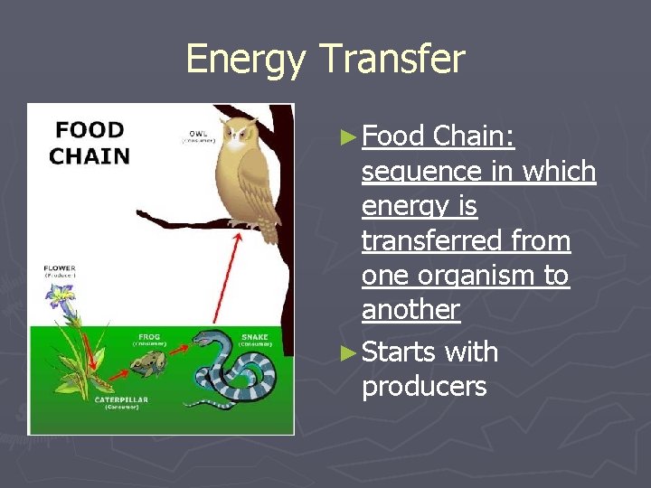 Energy Transfer ► Food Chain: sequence in which energy is transferred from one organism Energy Transfer ► Food Chain: sequence in which energy is transferred from one organism