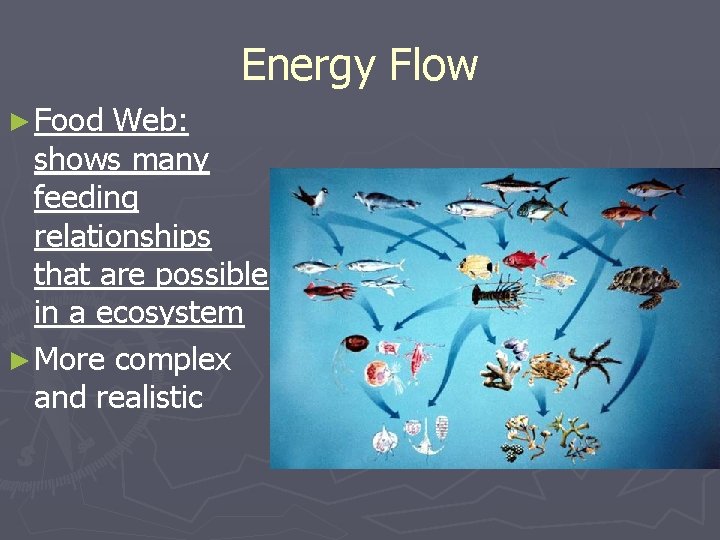 Energy Flow ► Food Web: shows many feeding relationships that are possible in a Energy Flow ► Food Web: shows many feeding relationships that are possible in a