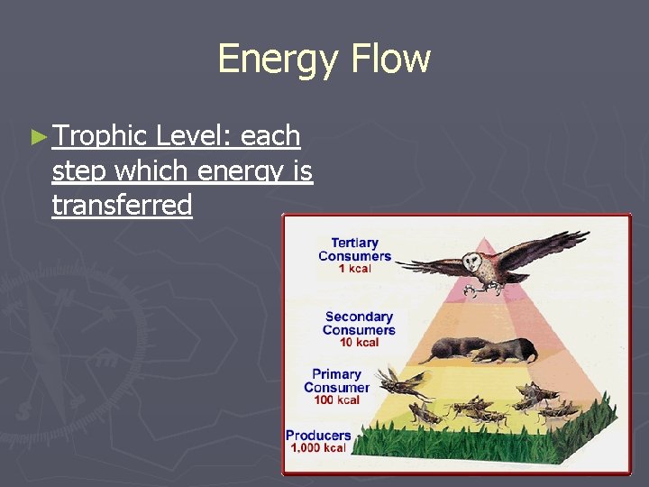 Energy Flow ► Trophic Level: each step which energy is transferred Energy Flow ► Trophic Level: each step which energy is transferred