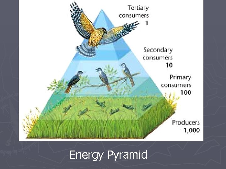Energy Pyramid Energy Pyramid