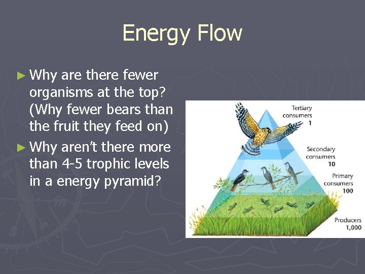 Energy Flow ► Why are there fewer organisms at the top? (Why fewer bears Energy Flow ► Why are there fewer organisms at the top? (Why fewer bears