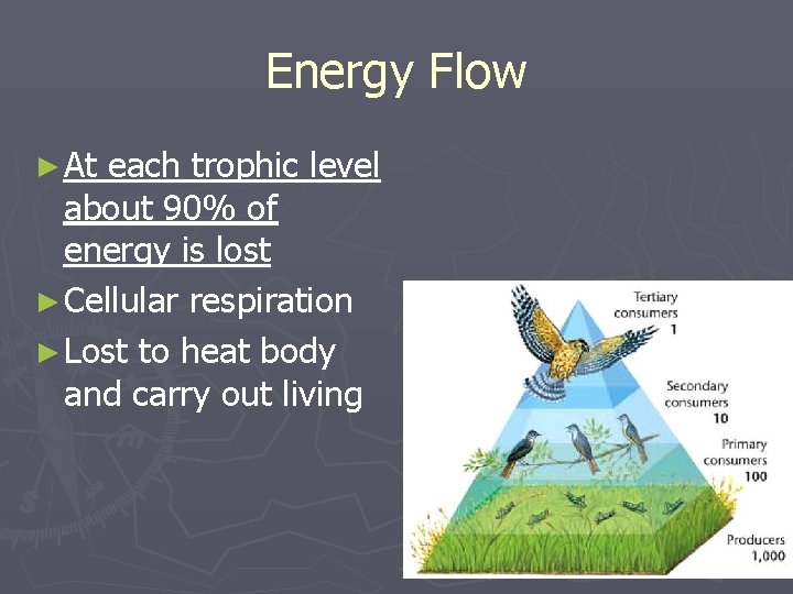 Energy Flow ► At each trophic level about 90% of energy is lost ► Energy Flow ► At each trophic level about 90% of energy is lost ►