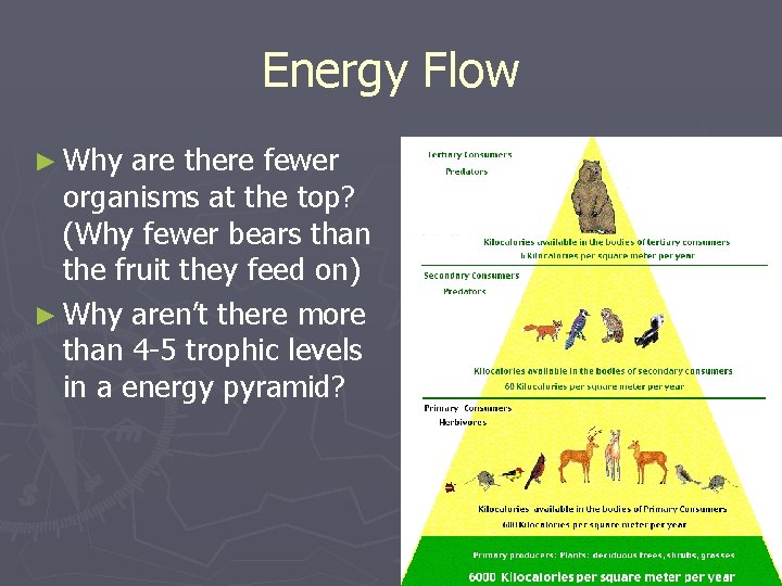Energy Flow ► Why are there fewer organisms at the top? (Why fewer bears Energy Flow ► Why are there fewer organisms at the top? (Why fewer bears