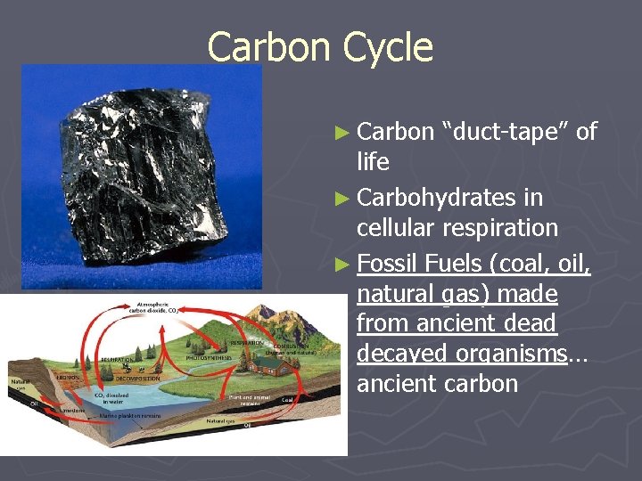 Carbon Cycle ► Carbon “duct-tape” of life ► Carbohydrates in cellular respiration ► Fossil Carbon Cycle ► Carbon “duct-tape” of life ► Carbohydrates in cellular respiration ► Fossil