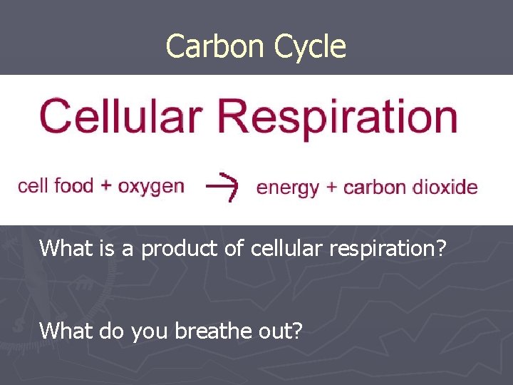 Carbon Cycle What is a product of cellular respiration? What do you breathe out? Carbon Cycle What is a product of cellular respiration? What do you breathe out?